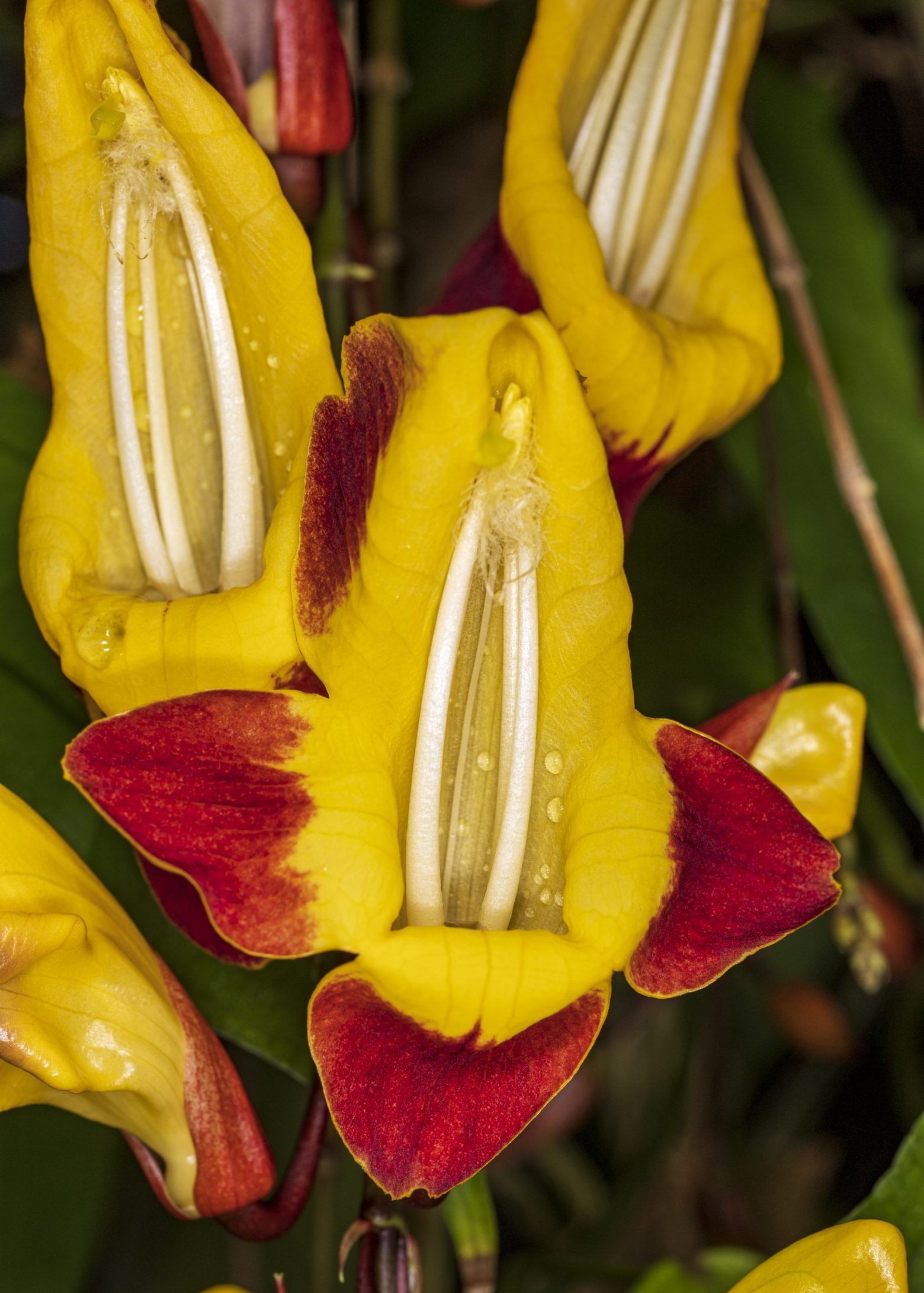 MG_5686-scaled-1560x2183
